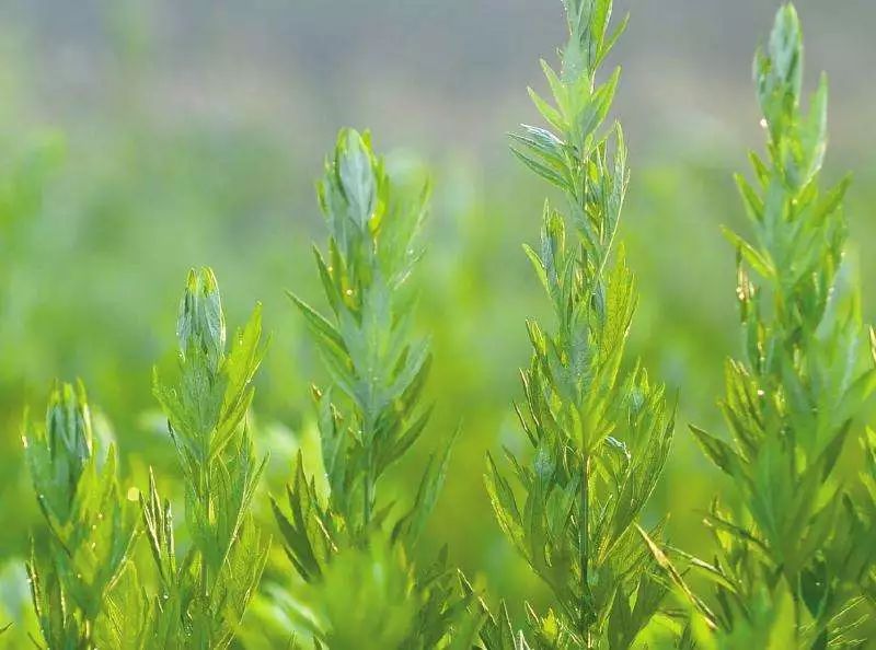 女性的妇科疾病70%和卫生巾有关,80%的女性都有妇科炎症对吗