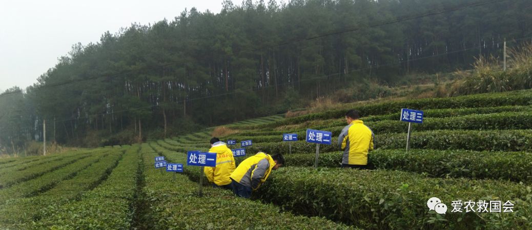 茶炭疽病,茶树炭疽病是真菌还是细菌病毒