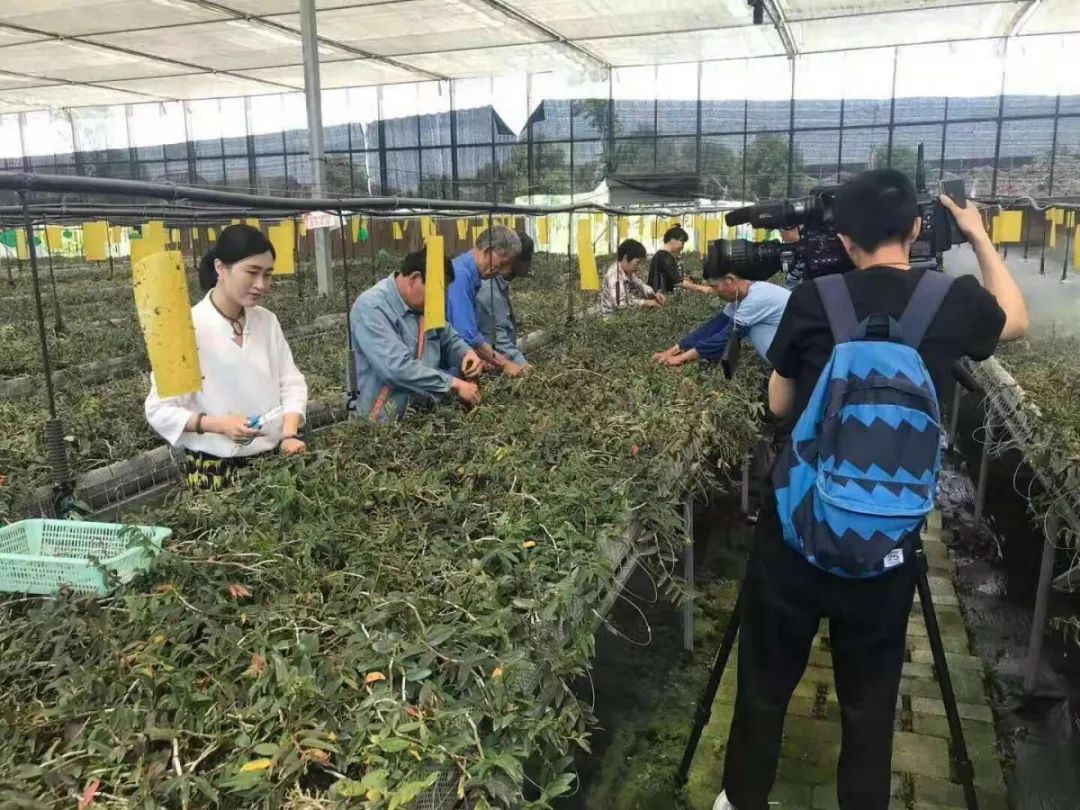 “海归”80后回乡当药农——肖艺：用“爱”说话，传承中医药文化