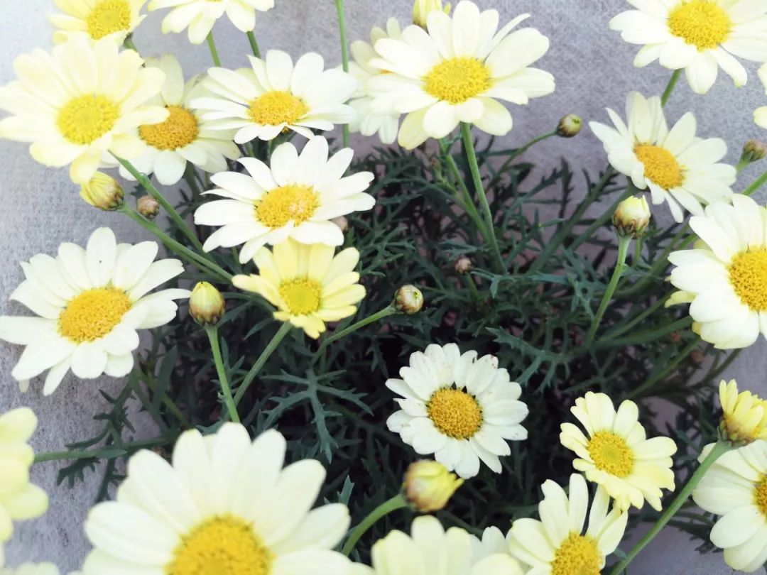 西安最大花卉交易市场,西安朱宏路丰产路巨坤花卉市场