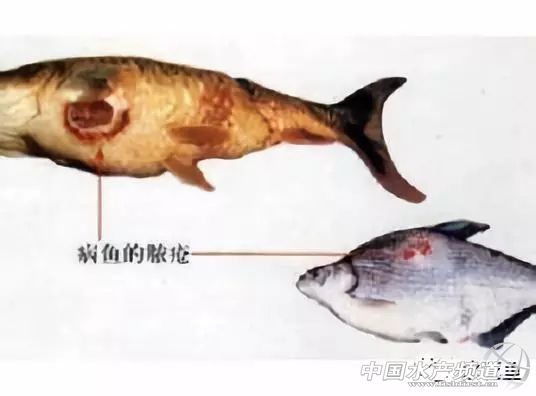 鱼类疖疮是什么原因引起的,鱼类痘疮病怎么治疗