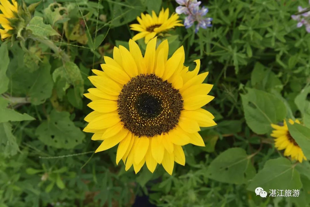 一月份湛江好去处,湛江适合几月份去