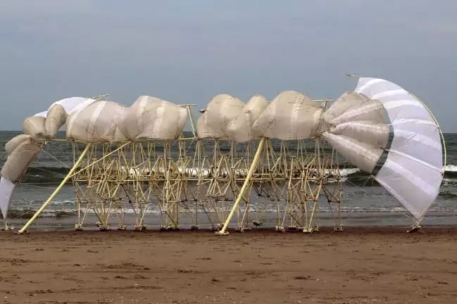 海边，他养了一群吃风的怪兽