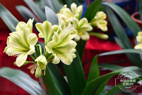 十五届长春君子兰节开幕式,第十七届中国长春君子兰节