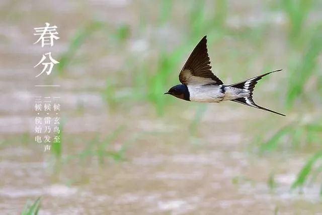 春分已至正是一年最美时,春分到最佳时光