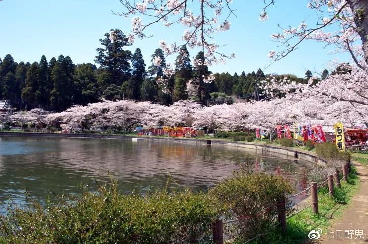 2019年日本大赏排行榜,2018全日本赏樱花旅游攻略