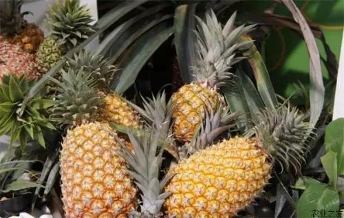 小编的傻媳妇买了菠萝,非要说是凤梨!还要给我科普……
