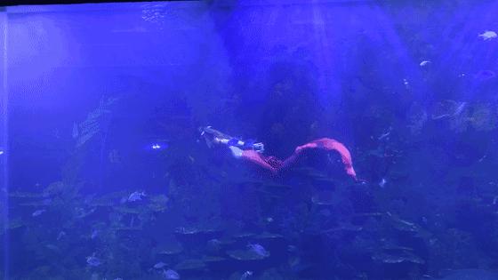 温州海洋馆购票须知,温州海洋馆卡