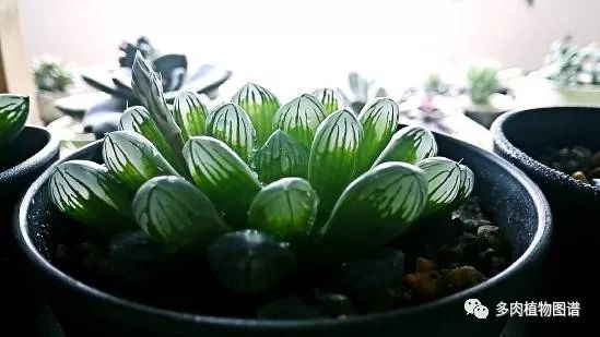 十二卷的养护注意事项,十二卷夏季如何养护