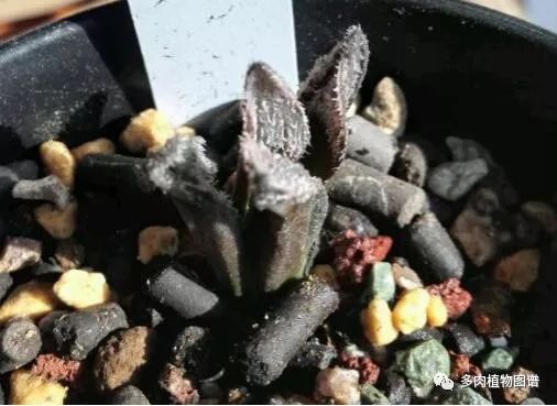 十二卷的养护注意事项,十二卷夏季如何养护