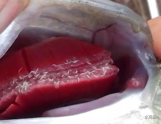 花白鲢鱼败血症怎么防治,花白鲢败血病用什么药