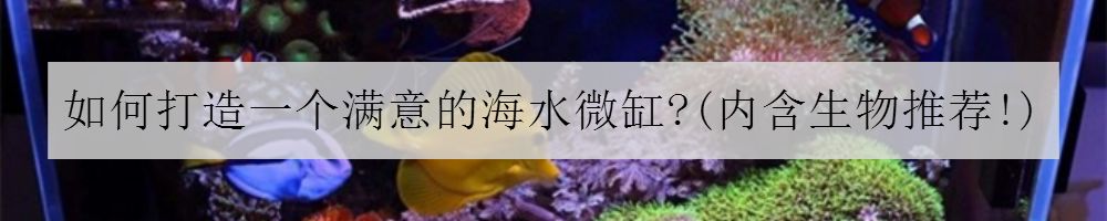 学生党20厘米小缸,学生后生可畏
