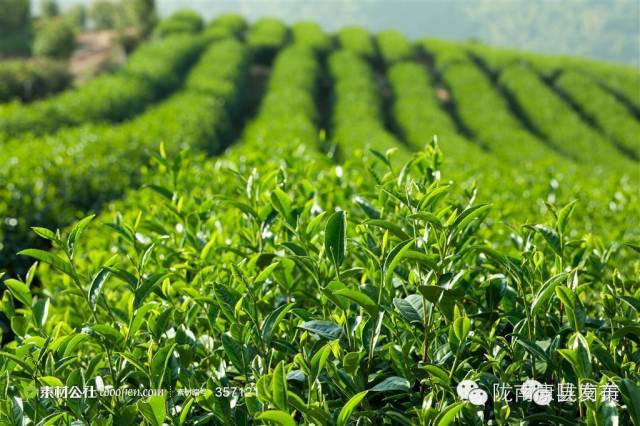 康县自驾游最新消息,康县旅游攻略自由行