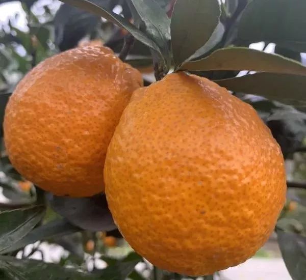 乡村振兴果园经济,乡村振兴的销路