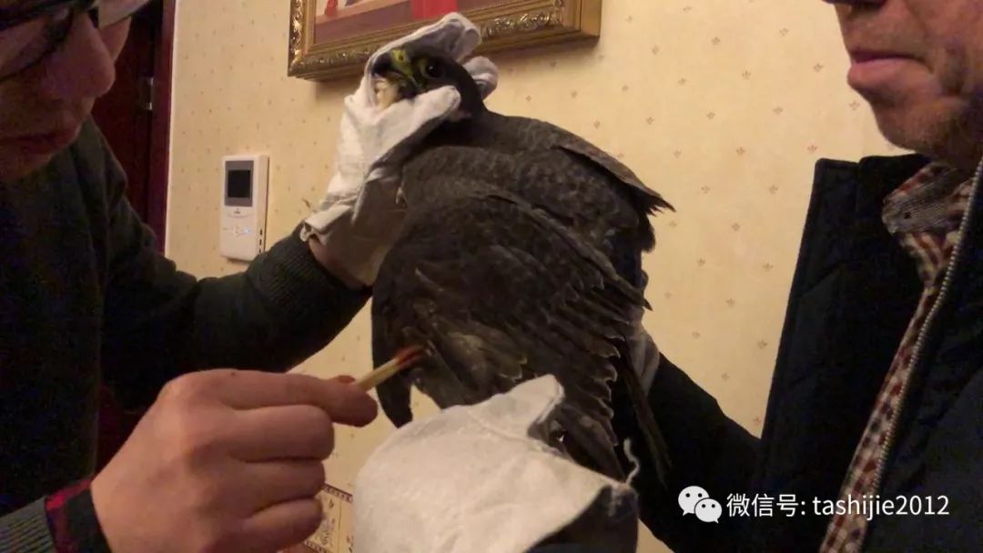 《28天游隼救护日志》