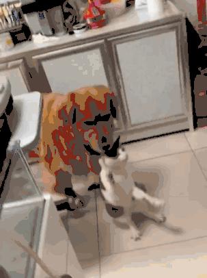 这只金毛老捉弄小猫咪，到底什么仇什么怨啊5555