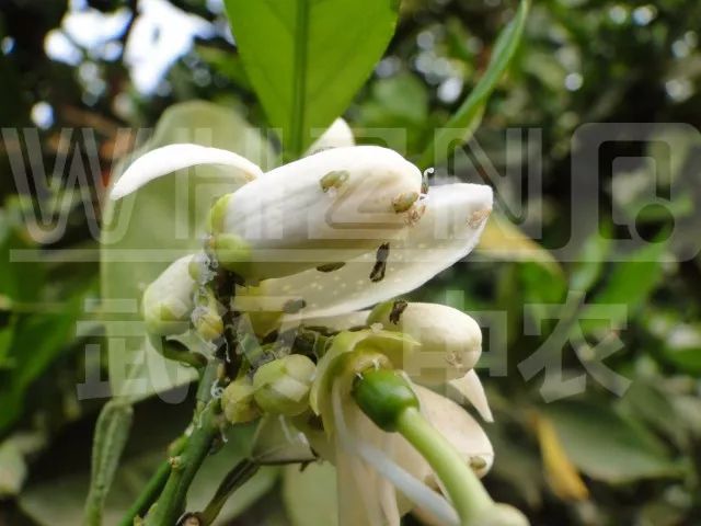 预防黄龙病有什么禁用药吗,沃柑黄龙病用什么药预防