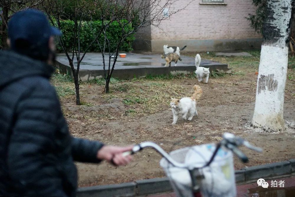 养40只流浪猫建新家,家里有18只流浪猫