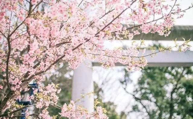 日本有关樱花的照片,日本最美樱花图