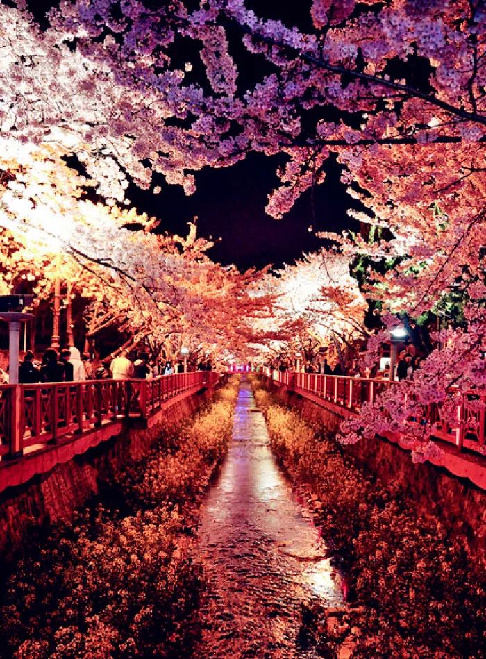 日本有关樱花的照片,日本最美樱花图