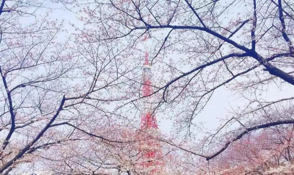 日本有关樱花的照片,日本最美樱花图