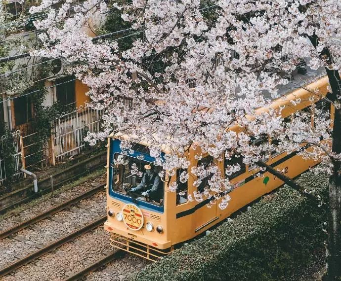 日本有关樱花的照片,日本最美樱花图