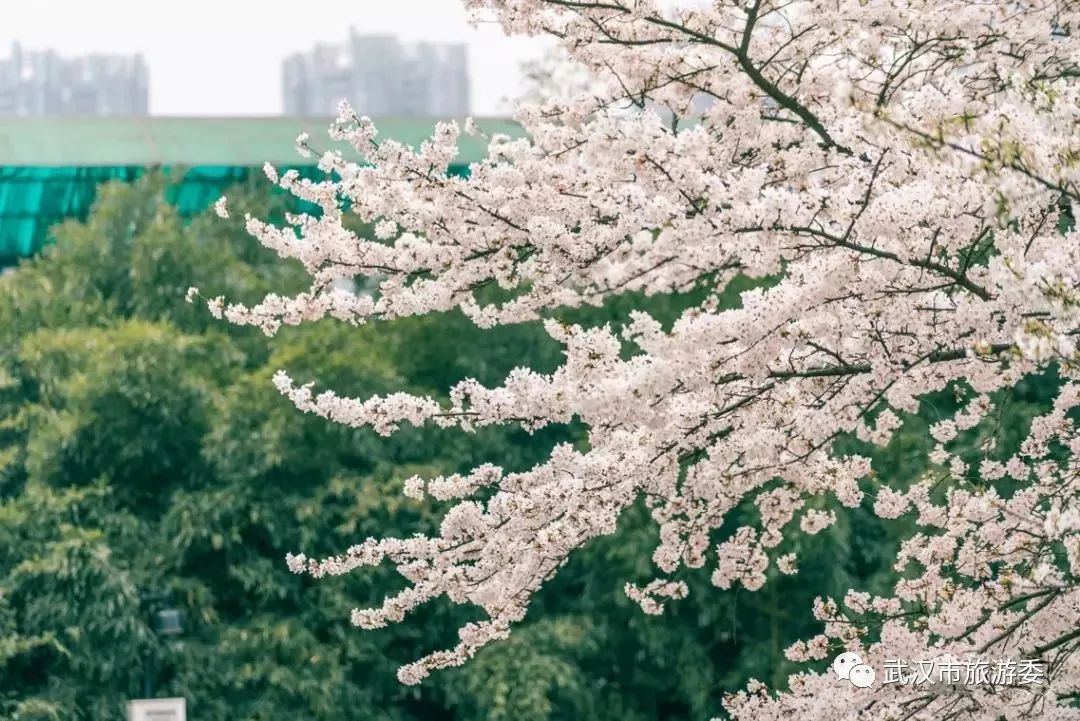 央视武汉樱花,央视新闻一起来看武汉樱花