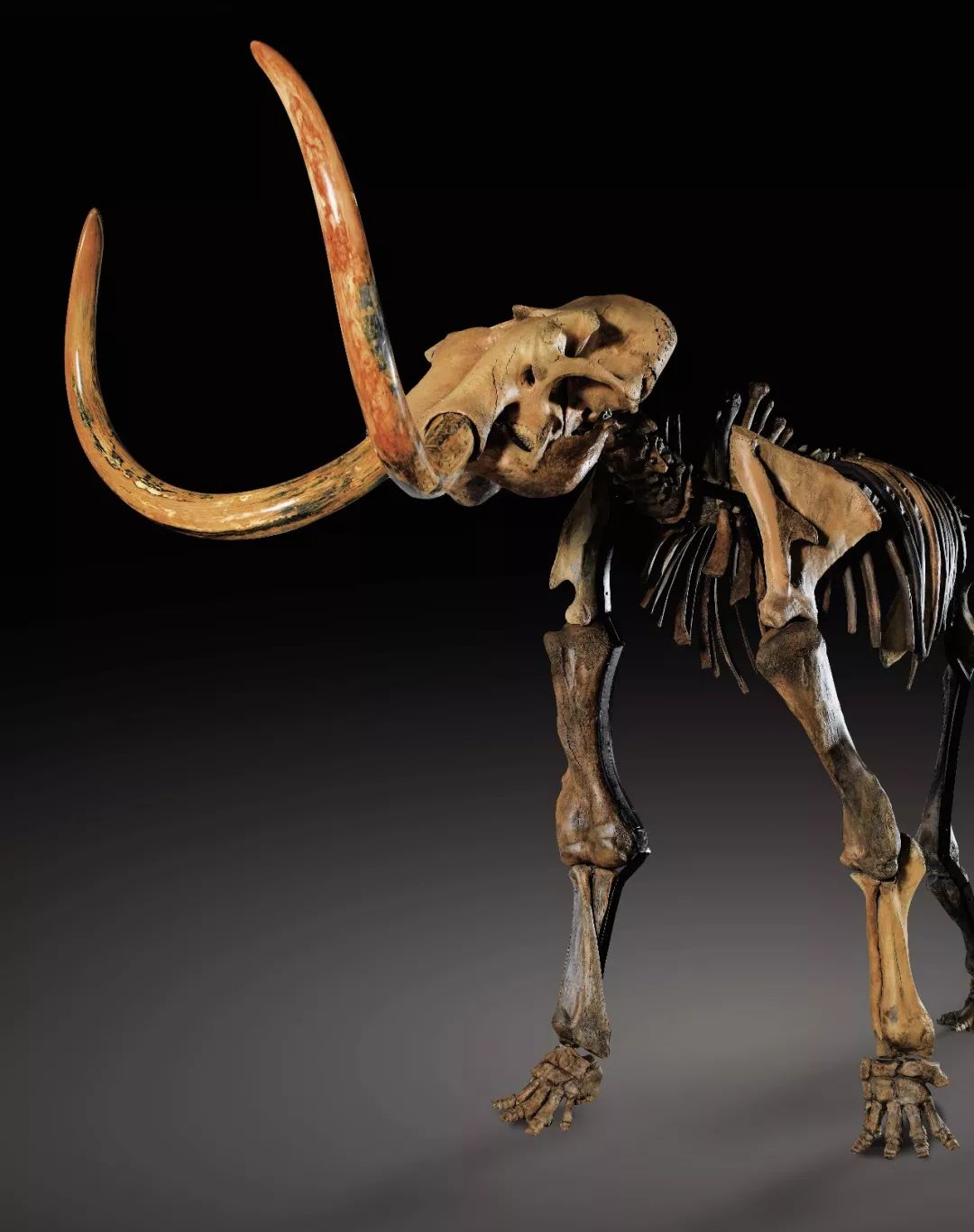 2022香港苏富比春拍古玉,香港苏富比2019春拍成交