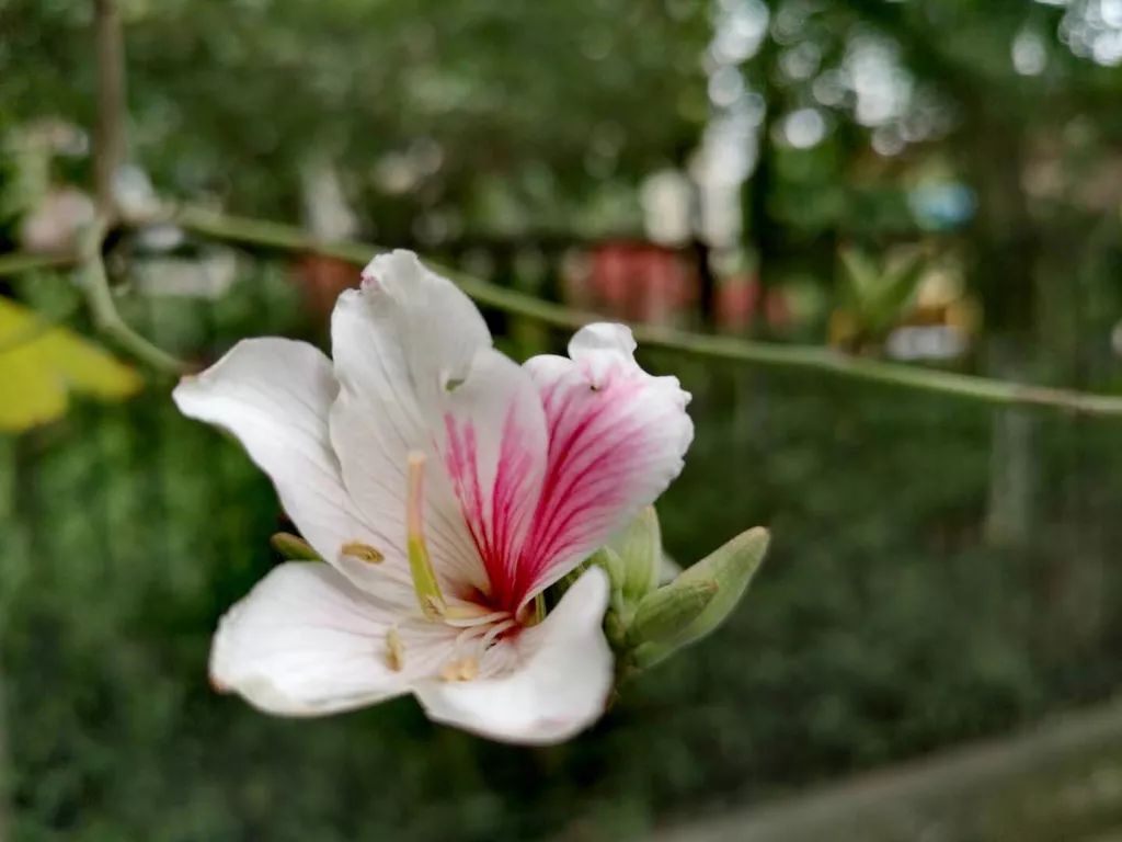 柳江新区商业综合体,柳江古镇购物广场