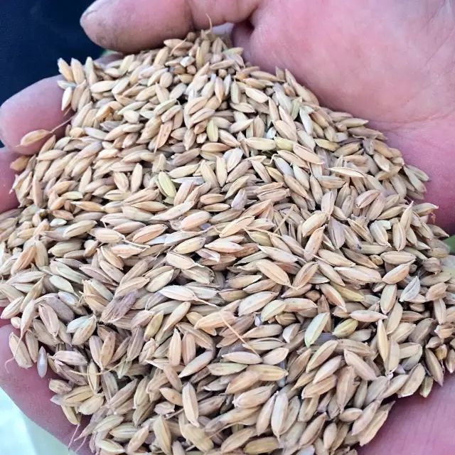 十大公认最好吃的大米,公认好吃的5种大米