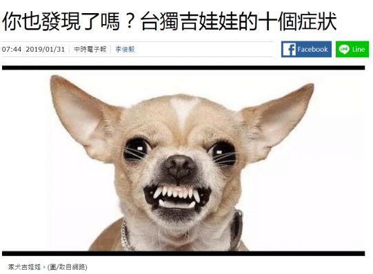 果然，一群“*独台**吉娃娃”