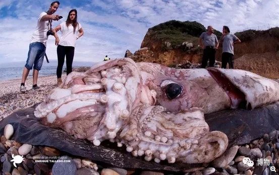 鱿鱼体内的塑料片是什么,鱿鱼里的透明塑料片是什么