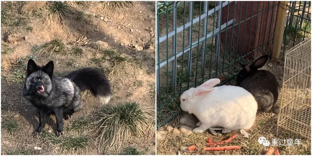 西安一个很有特色的公园,西安唯一要门票的公园