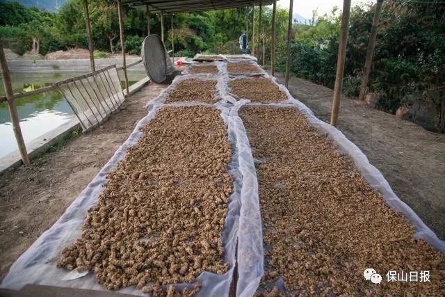 保山最好咖啡豆,保山最贵的咖啡品种