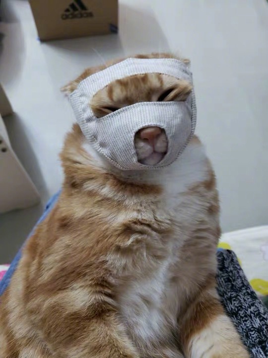 emoji吐舌头模仿挑战,emoji模仿挑战吐舌头