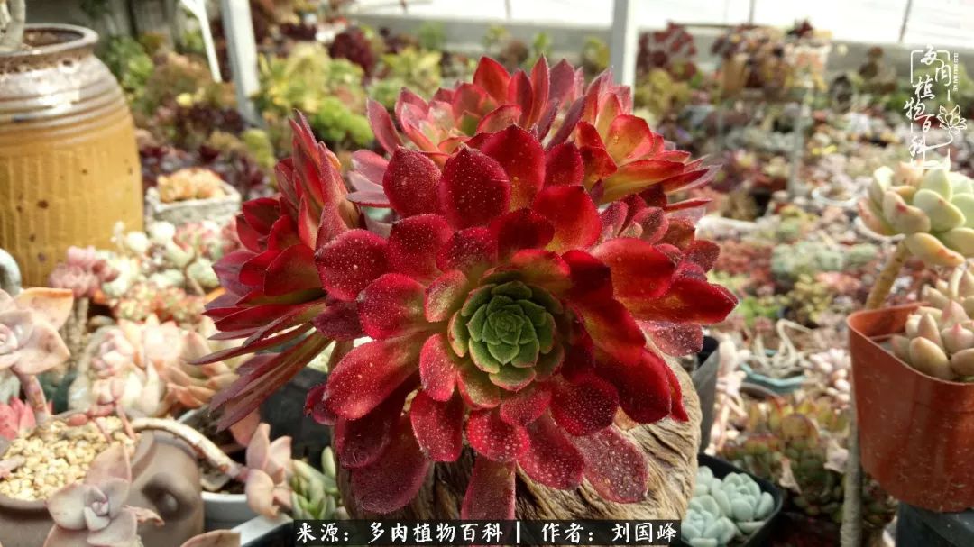 不学无术容易赚大钱,不学无术养多肉摇身一变资产过亿