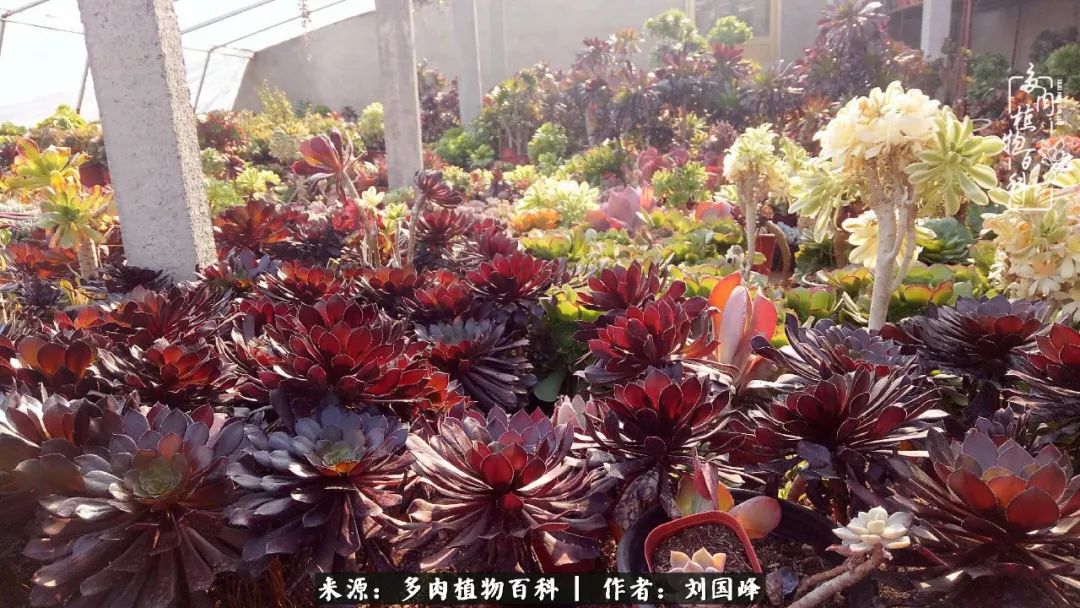 不学无术容易赚大钱,不学无术养多肉摇身一变资产过亿