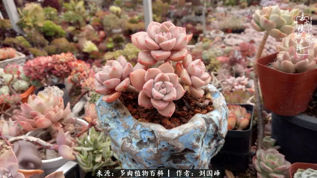 不学无术容易赚大钱,不学无术养多肉摇身一变资产过亿