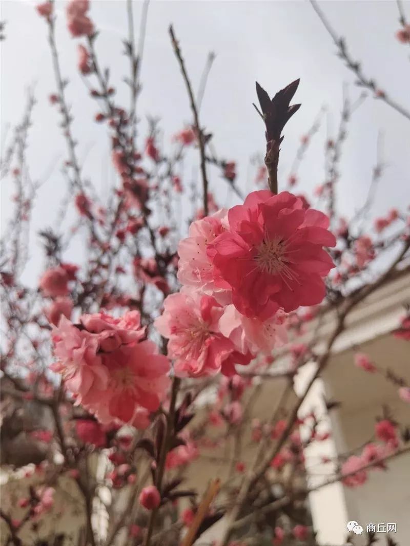 认准了！“懂菜农业”杯第七届黄河故道湿地花海徒步穿越路标已布置完成