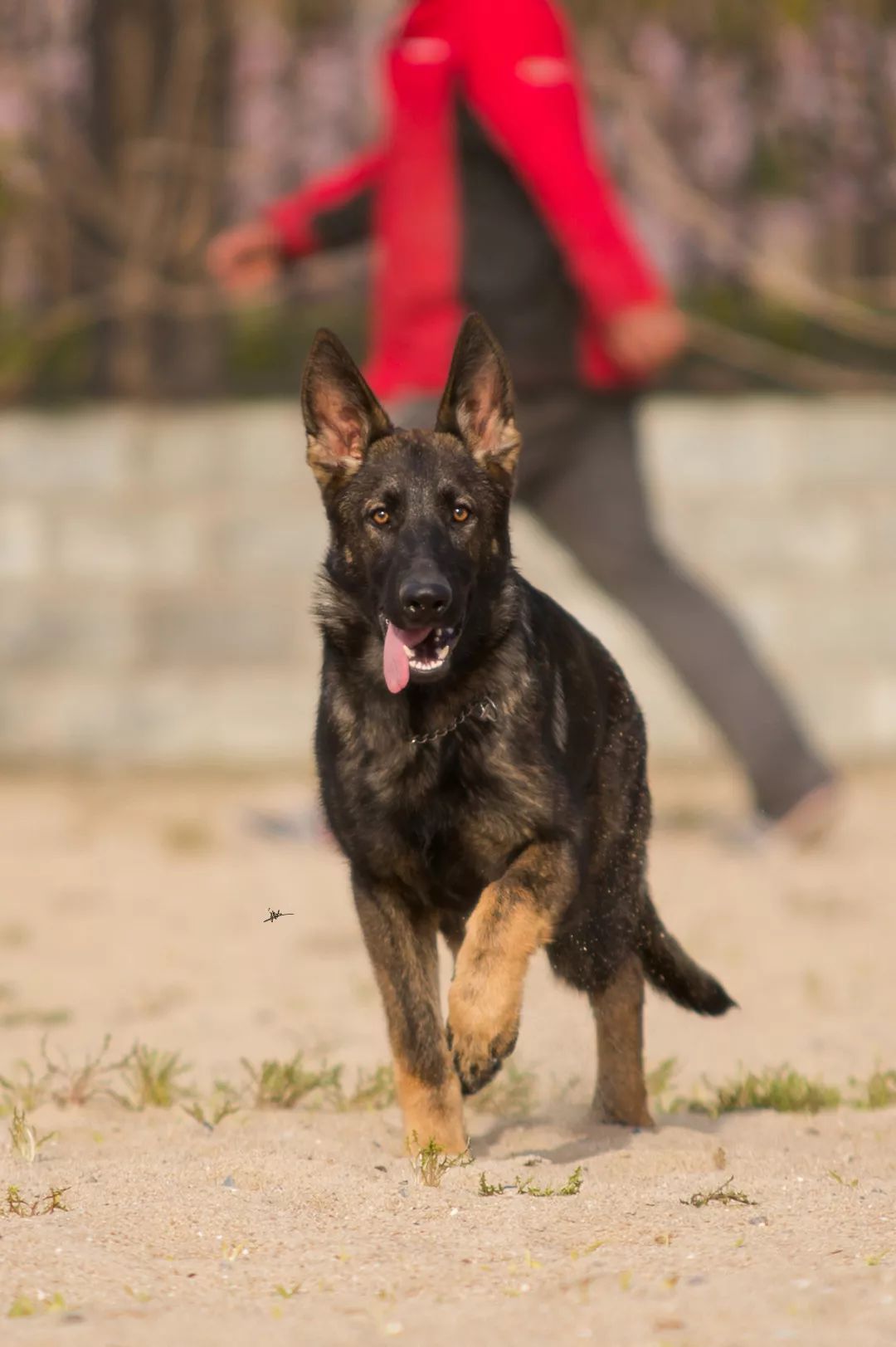 世界排名第一的德国牧羊犬,德国牧羊犬十大排名犬种