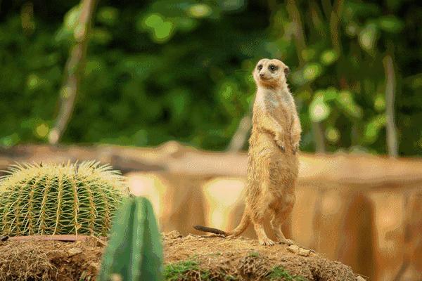 十一国庆节动物王国表演时间表,假期动物世界表演
