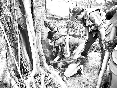 百年老树古榕树,百年古榕树遇虫害