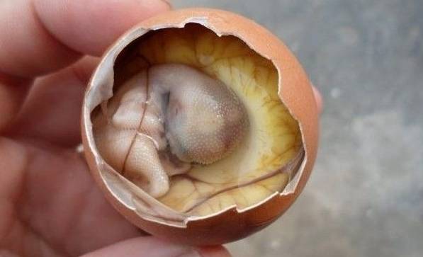 福建奇葩美食,福建十大奇葩菜