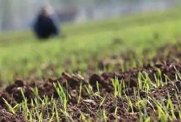 喷完除草剂下小雨还有药效么,喷过草甘膦第二天栽苗有影响吗
