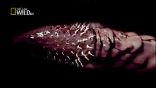 猫咪呜呜呜的叫是什么意思,猫咪呜呜呜的跑来跑去