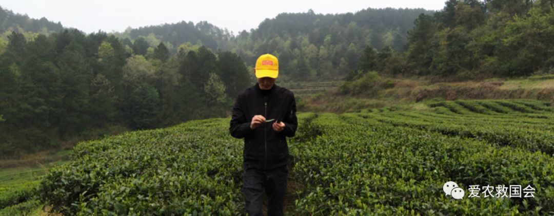 茶饼病害图片及治疗方法,茶饼病害特效药