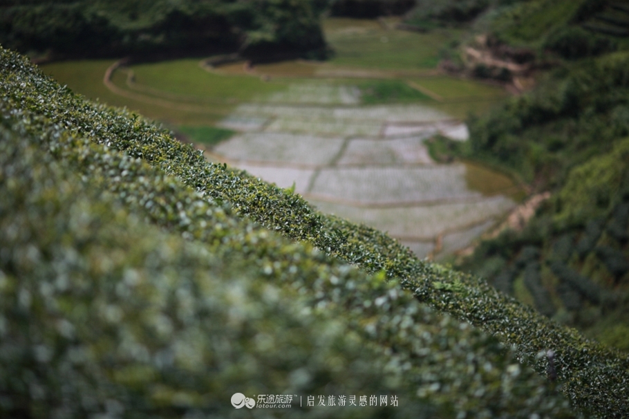 不止西湖,西湖十景龙井景区