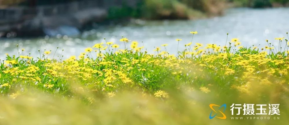哇家玉溪是个大花园!处处可赏花,步步皆是景!