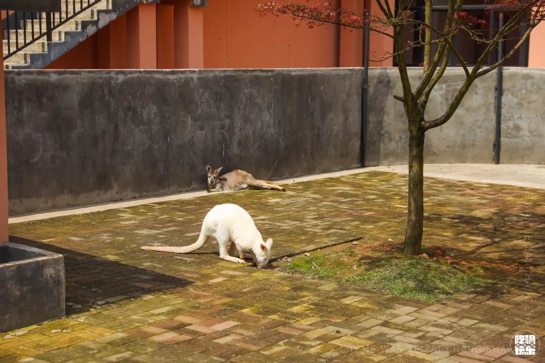 柏乐园附近美食,柏乐园有没有美食