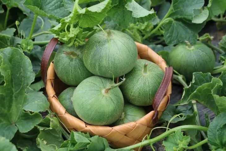 【周六午】春季抢先吃，烟台绿宝甜瓜，香脆多汁、清甜爽口，带皮啃更过瘾！